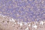 ACTR1A Antibody in Immunohistochemistry (Paraffin) (IHC (P))