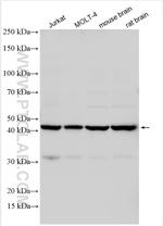 ACTR1A Antibody in Western Blot (WB)