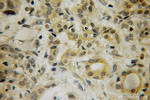 HBS1L Antibody in Immunohistochemistry (Paraffin) (IHC (P))