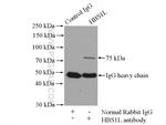 HBS1L Antibody in Immunoprecipitation (IP)