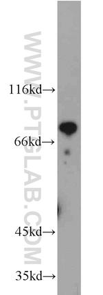 HBS1L Antibody in Western Blot (WB)