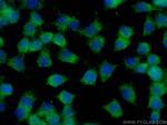 BNIP2 Antibody in Immunocytochemistry (ICC/IF)