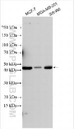BNIP2 Antibody in Western Blot (WB)