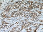 MMP7 Antibody in Immunohistochemistry (Paraffin) (IHC (P))