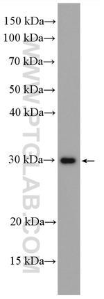 MMP7 Antibody in Western Blot (WB)