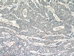 LPO Antibody in Immunohistochemistry (Paraffin) (IHC (P))