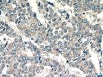 LPO Antibody in Immunohistochemistry (Paraffin) (IHC (P))
