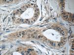 LPO Antibody in Immunohistochemistry (Paraffin) (IHC (P))