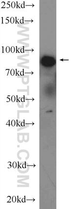 LPO Antibody in Western Blot (WB)
