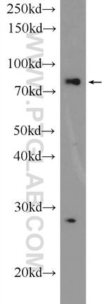 LPO Antibody in Western Blot (WB)