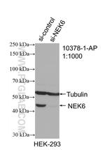 NEK6 Antibody in Western Blot (WB)