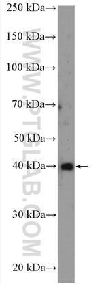 NEK6 Antibody in Western Blot (WB)