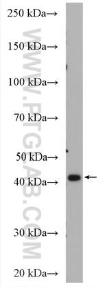 NEK6 Antibody in Western Blot (WB)