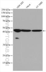NEK6 Antibody in Western Blot (WB)