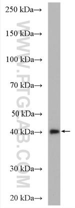 NEK6 Antibody in Western Blot (WB)