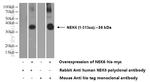 NEK6 Antibody in Western Blot (WB)