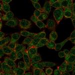 Interferon regulatory factor 9/IRF-9 Monoclonal Antibody (PCRP-IRF9-2F8)