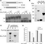 6x-His Tag (C-term) Antibody in Western Blot (WB)