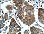 TTK Antibody in Immunohistochemistry (Paraffin) (IHC (P))