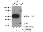 RFC5 Antibody in Immunoprecipitation (IP)