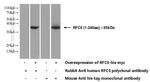 RFC5 Antibody in Western Blot (WB)
