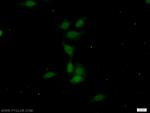 OCT1 Antibody in Immunocytochemistry (ICC/IF)