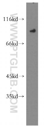 OCT1 Antibody in Western Blot (WB)