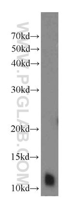 DNAL4 Antibody in Western Blot (WB)