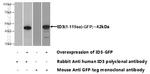 ID3 Antibody in Western Blot (WB)