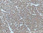 UGP2 Antibody in Immunohistochemistry (Paraffin) (IHC (P))
