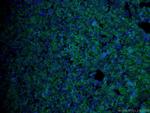 USP2 Antibody in Immunohistochemistry (PFA fixed) (IHC (PFA))