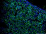 USP2 Antibody in Immunohistochemistry (PFA fixed) (IHC (PFA))