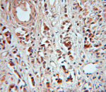 USP2 Antibody in Immunohistochemistry (Paraffin) (IHC (P))