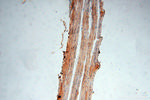 USP2 Antibody in Immunohistochemistry (Paraffin) (IHC (P))
