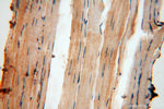 USP2 Antibody in Immunohistochemistry (Paraffin) (IHC (P))