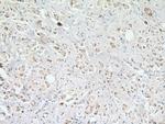 USP2 Antibody in Immunohistochemistry (Paraffin) (IHC (P))