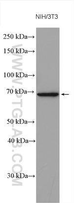 USP2 Antibody in Western Blot (WB)