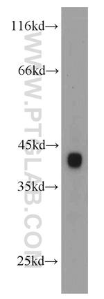 USP2 Antibody in Western Blot (WB)