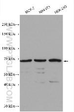 USP2 Antibody in Western Blot (WB)
