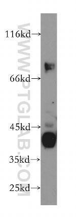 USP2 Antibody in Western Blot (WB)