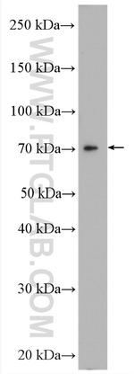 USP2 Antibody in Western Blot (WB)