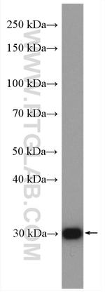 COMMD5 Antibody in Western Blot (WB)