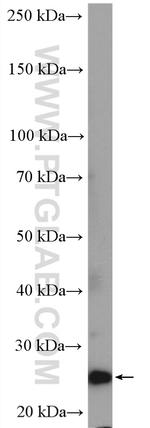 COMMD5 Antibody in Western Blot (WB)