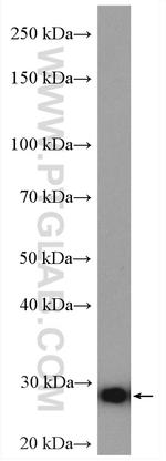 COMMD5 Antibody in Western Blot (WB)