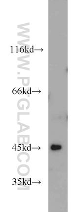 ANGPTL7 Antibody in Western Blot (WB)