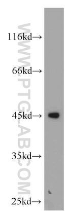 ANGPTL7 Antibody in Western Blot (WB)