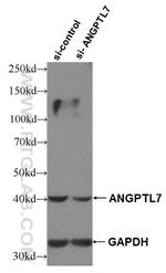 ANGPTL7 Antibody in Western Blot (WB)