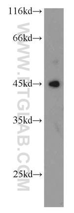 ANGPTL7 Antibody in Western Blot (WB)