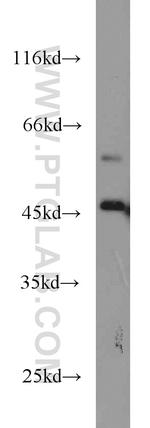 ANGPTL7 Antibody in Western Blot (WB)