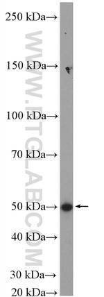 ANGPTL7 Antibody in Western Blot (WB)